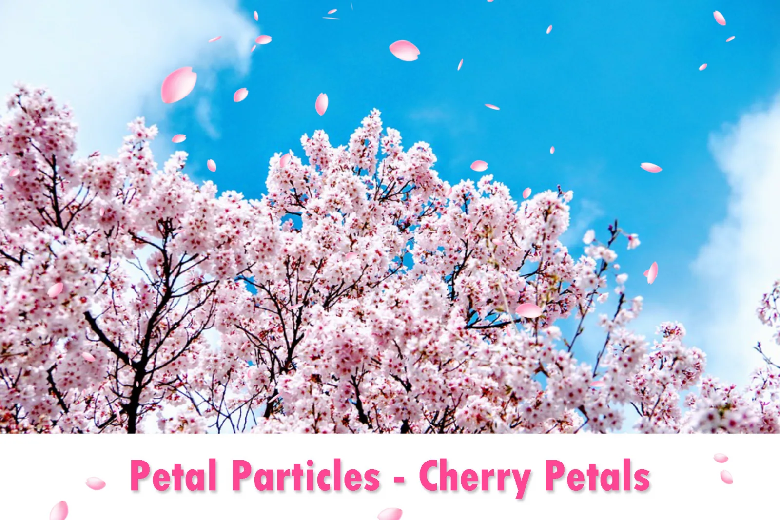 Petal Particles - Cherry Petals
