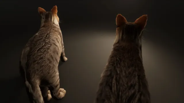 Grey Cat - Realistic Cat Pack Demo