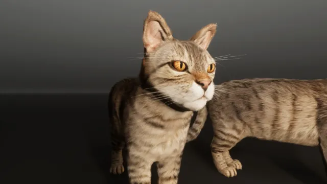 Grey Cat - Realistic Cat Pack Demo