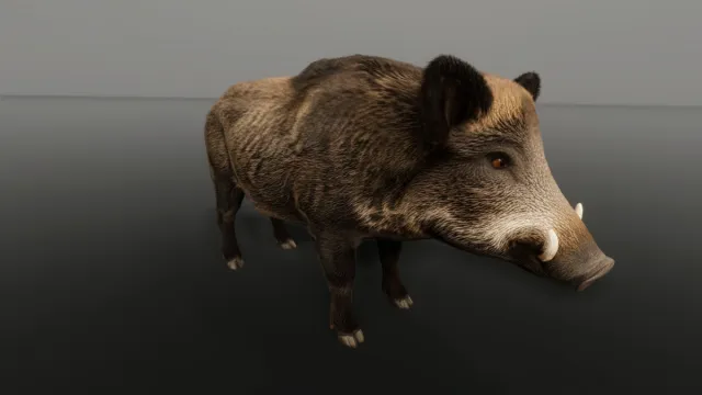 WIld Boar - Free sample Ultrarealistic Forest Animals