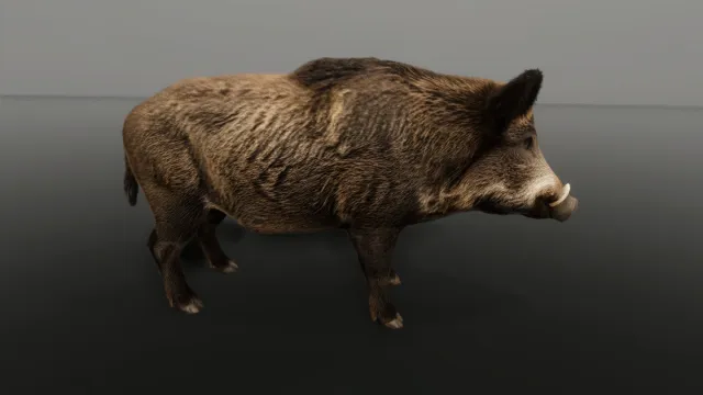 WIld Boar - Free sample Ultrarealistic Forest Animals