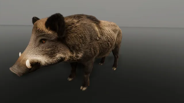 WIld Boar - Free sample Ultrarealistic Forest Animals