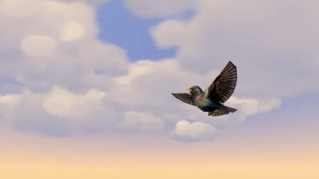 Maeko Flock - Starling Bird Murmuration
